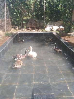 Duck pool and Ponds image 1