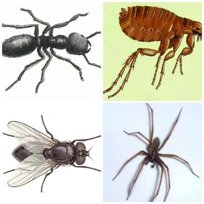 Cockroach,Bedbugs/Rats/Rodents,Termites Control Services image 8