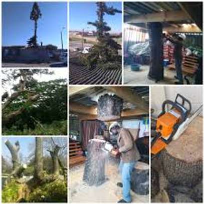 Bestcare Tree Services – Tree felling & Tree Cutting Company image 3