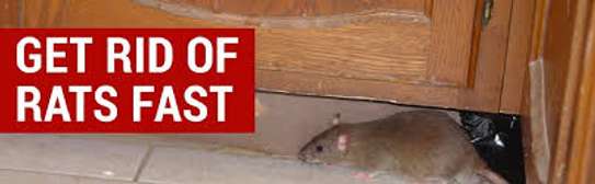 Expert Rat Removal Services-Rat Removal Nairobi image 3