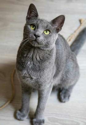 Russian blue kitten for rehoming image 3