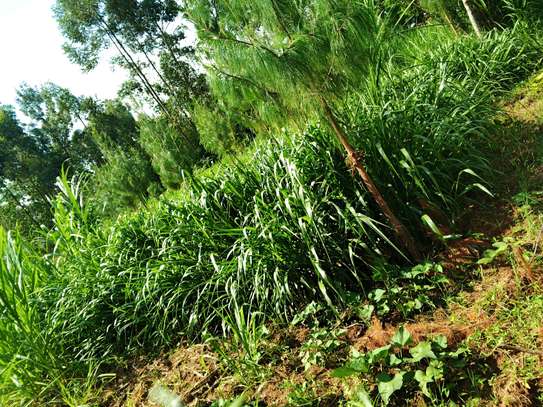 Australian red napier image 7