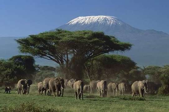 3 Days Best of Masai Mara Safari image 10