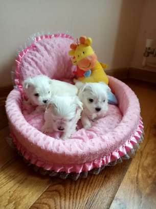 teacup Maltese puppies need a new family image 1