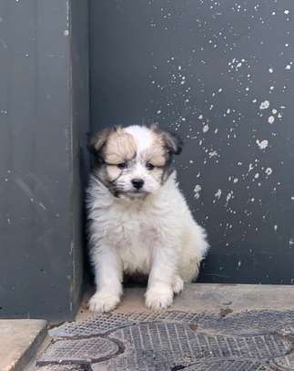 Havanese Terrier puppies image 2