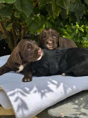 Spaniels🤍 image 5