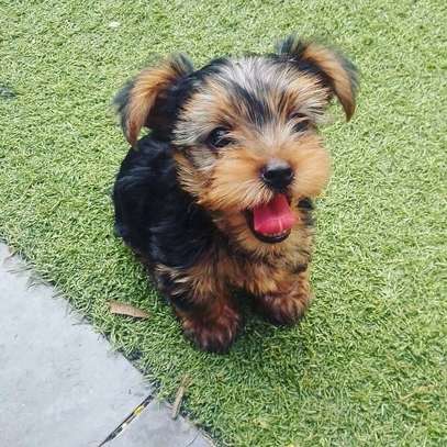 Yorkshire Terrier puppies for sale image 1