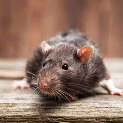 Rat Control: Expert Treatment for Rat Infestations Nairobi image 5