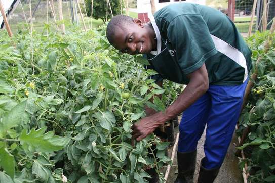 Best 15 Landscape Gardeners in Nairobi | Bestcare Gardeners image 1