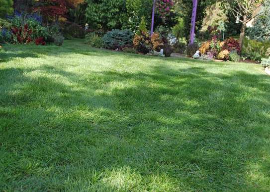 Grass Cutting Service | Get a Free Quote.Cheap Prices image 11