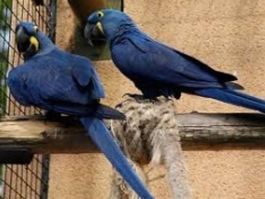 Hyacinth Macaw parrots for sale. image 1