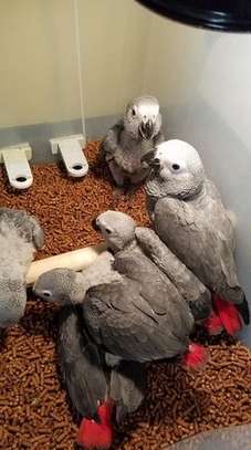 Young African Grey parrots for adoption. image 1