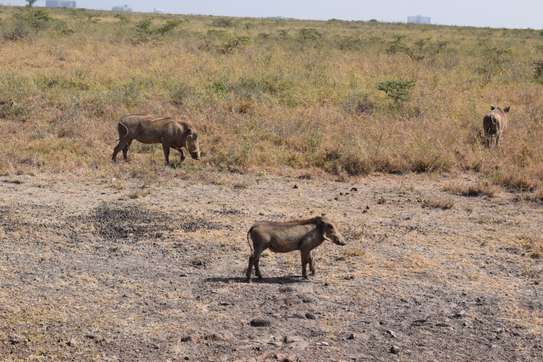 3 days Masai Mara safaris image 8