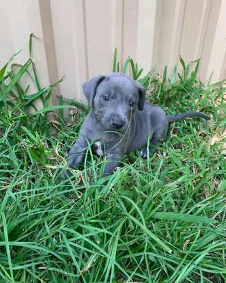 Adorable Blue lacy puppy image 1
