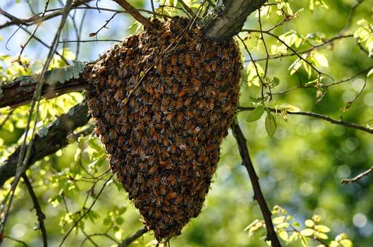 Do you have a bee problem? Get Rid of Stinging Bees Today image 9