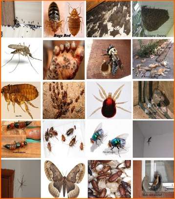 Cockroaches/Bed Bugs/Fleas/Ticks/Pest Control & Fumigation image 2