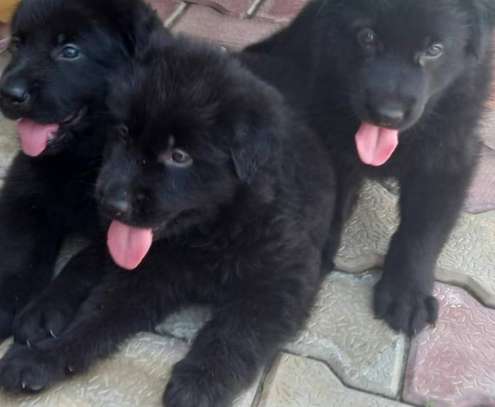 Solid Black German shepherd puppies image 1