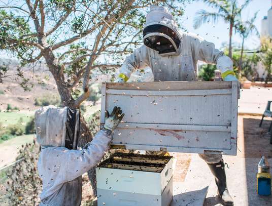 African Beekeeping Services - Welcome To The World Of Beekeeping | We provide education and advice, promoting responsible bee keeping. image 13
