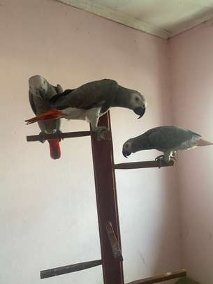 African Grey Parrots available now image 2