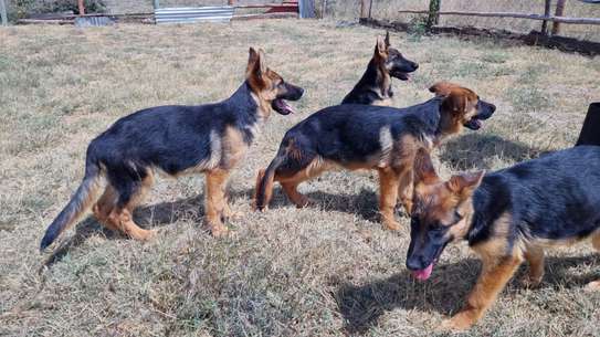 GSD puppies image 3