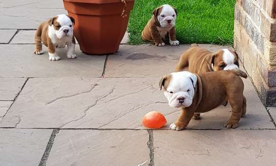 English Bulldog puppies for adoption image 2
