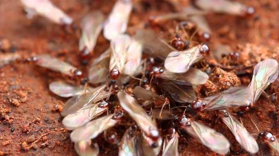 Bedbug Pest Control & Treatment Nairobi-Bed Bug Exterminator image 11