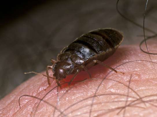 BEST Bedbugs Fumigation And Bedbugs Control Services 2023 image 3