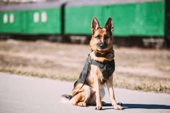 Best Dog Trainer In Nairobi-Professional Dog Training image 14