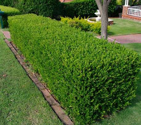 Hedge Planting Services.Vetted & Trusted Professionals.Low price  guarantee. image 6