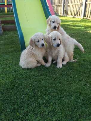 Golden Retriever Puppies  ready for any new home image 1