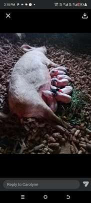 Healthy Sow with Newborn Piglets for Sustainable Farming image 2
