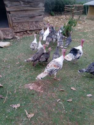 Turkey available for sale both rearing and beef image 3