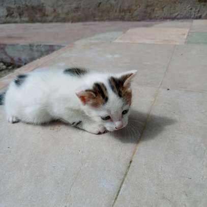 0-1 Month Old, Home-bred, Female, Persian Kittens for sale. image 5