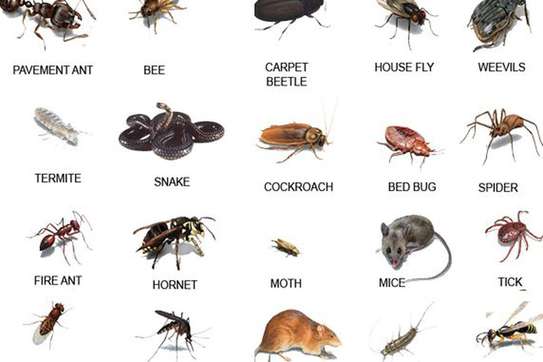 Cockroaches/ Pests/ Bed Bugs/ Fleas/ Ticks/ Mites Fumigation image 2