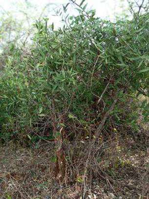 5 Acres red soil land for sale image 2