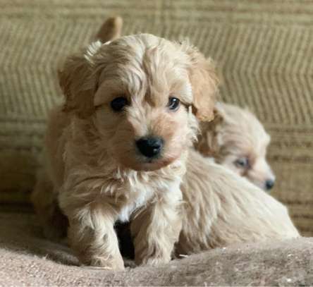 Cute AKC Maltipoo Puppies image 1