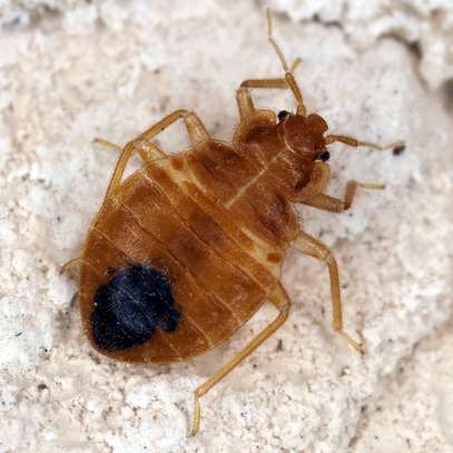 Bed Bug Exterminators Ruaraka ,Starehe Ngara Lavington image 8