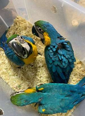 Young Blue and Gold Macaw parrots . image 1