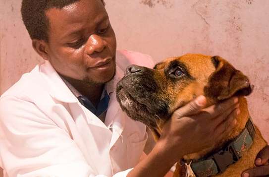 Dog training services-Puppy Training Classes Nairobi image 10