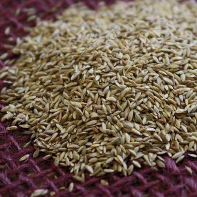 Bermuda Grass Seeds 1KG - Mali Home Solutions image 1