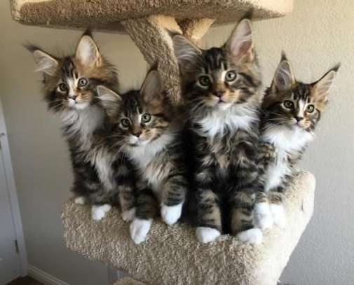 Maine Coon kittens for adoption. image 1