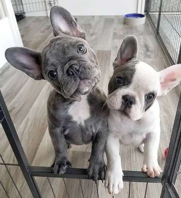 Excellent French Bulldog image 1