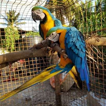 Blue and Gold macaw parrots for adoption. image 1
