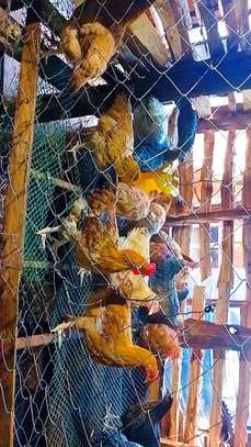 Farm-Raised Chickens for Fresh Eggs & Quality Meat image 2