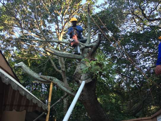 Tree Trimming & Removal Company | Professional Tree Removal image 3