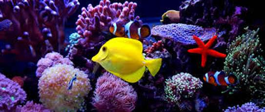 Aquarium Cleaning Services | Fish Tank Maintenance Company image 6