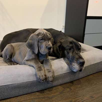 Great Dane puppies for Re-homing image 1