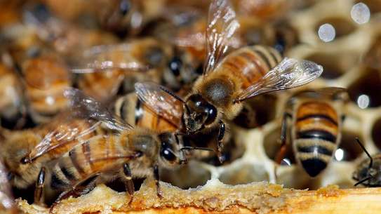 24 HR Killer bee removal/Beehive removal/Honey bee removal/Wasp removal & pest control services. image 8