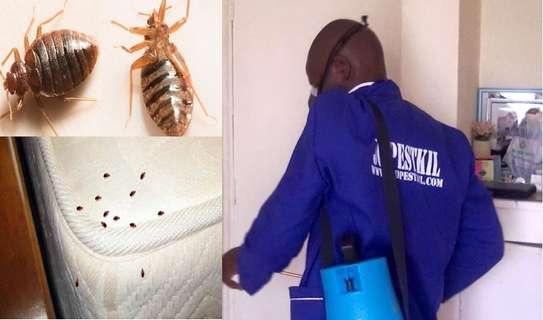 Bed Bugs Pest Control Services in Ruiru,Karuri,Kikuyu,Ruaka image 4