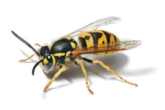 Expert Bed Bug Exterminator KAHAWA WEST estate image 8